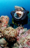 Reef stonefish (Synanceia verrucosa)