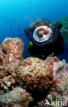 Reef stonefish (Synanceia verrucosa)