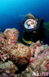 Reef stonefish (Synanceia verrucosa)