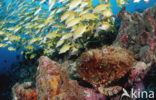 Reef stonefish (Synanceia verrucosa)