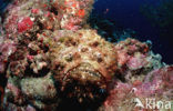 Reef stonefish (Synanceia verrucosa)