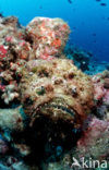 Reef stonefish (Synanceia verrucosa)