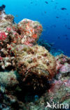 Reef stonefish (Synanceia verrucosa)