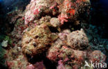 Reef stonefish (Synanceia verrucosa)
