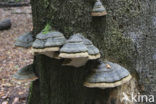 Echte tonderzwam (Fomes fomentarius)