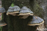 Echte tonderzwam (Fomes fomentarius)