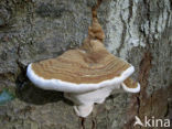 Echte tonderzwam (Fomes fomentarius)