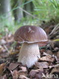 Eekhoorntjesbrood (Boletus edulis)