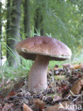 Eekhoorntjesbrood (Boletus edulis)