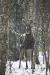 Eland (Alces alces)