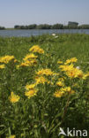 Engelse alant (Inula britannica)