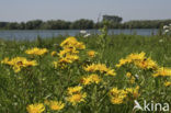 Engelse alant (Inula britannica)