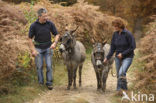 Donkey (Equus asinus)