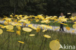 Floriade 2012