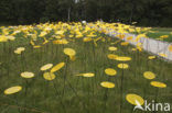 Floriade 2012