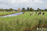 Mottled Cow (Bos domesticus)