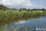 Fries hollandse zwartbonte Koe (Bos domesticus)