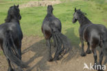 Frisian Horse (Equus spp)