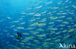 Yellow and blueback fusilier (Caesio teres)