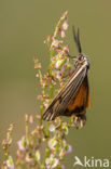 Feathered Footman (Spiris striata)