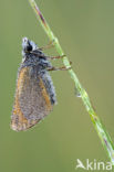 Small Skipper (Thymelicus sylvestris)