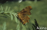 Comma (Polygonia c-album)