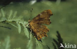 Gehakkelde aurelia (Polygonia c-album)