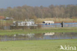 Gelderdijkse Waard