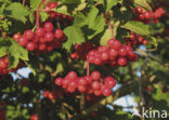 Gelderse roos (Viburnum opulus)