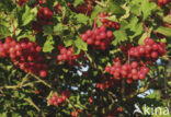 Gelderse roos (Viburnum opulus)