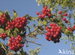 Guelder Rose