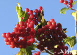 Guelder Rose