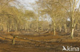 Fever tree (Acacia xanthophloea)