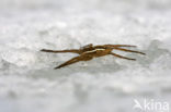 Gerande oeverspin (Dolomedes fimbriatus)