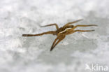 Gerande oeverspin (Dolomedes fimbriatus)