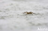 Raft spider (Dolomedes fimbriatus)