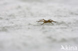 Gerande oeverspin (Dolomedes fimbriatus)