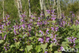 Gevlekte dovenetel (Lamium maculatum)