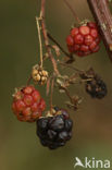 Gewone braam (Rubus fruticosus)