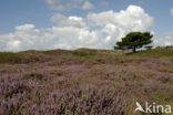Cross-leaved Heather (Erica tetralix)