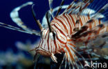 Gewone Koraalduivel (Pterois volitans)