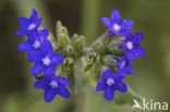 Gewone ossentong (Anchusa officinalis)