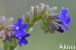 Gewone ossentong (Anchusa officinalis)