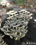 Sulphur tuft (Hypholoma fasciculare)