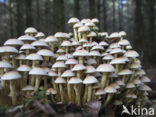 Sulphur tuft (Hypholoma fasciculare)