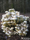 Sulphur tuft (Hypholoma fasciculare)