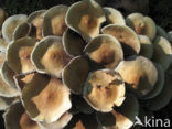 Sulphur tuft (Hypholoma fasciculare)