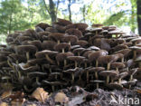 Sulphur tuft (Hypholoma fasciculare)