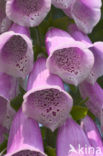 Gewoon vingerhoedskruid (Digitalis purpurea)