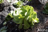 giant velvet rose (Aeonium cuneatum)